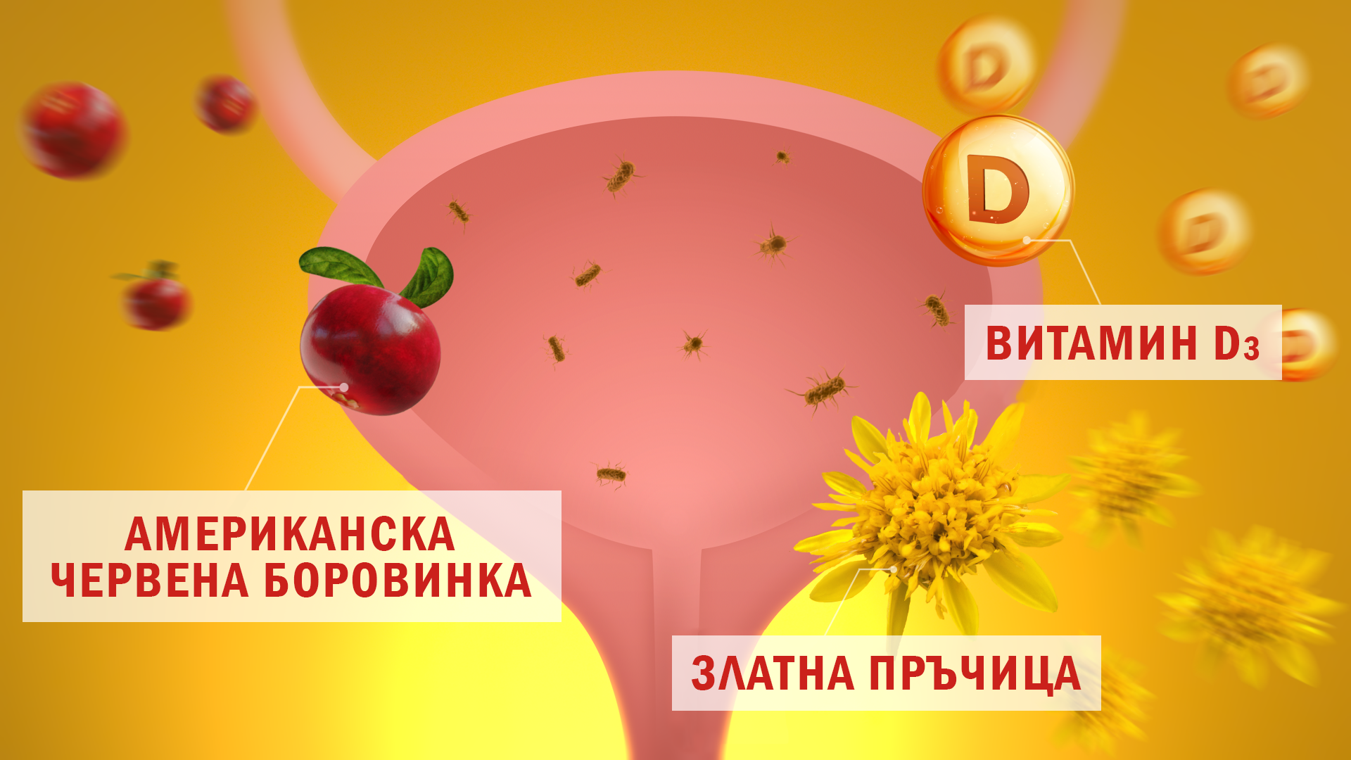Bladder BG